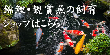 錦鯉、観賞魚飼育ショップ